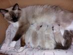 Ragdoll kittens geboren op 23 oktober 2025, Dieren en Toebehoren, Katten en Kittens | Raskatten | Langhaar, Meerdere dieren, Met stamboom
