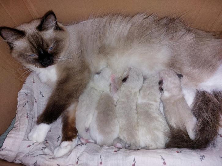 Ragdoll kittens geboren op 23 oktober 2025, Dieren en Toebehoren, Katten en Kittens | Raskatten | Langhaar, Meerdere dieren, Met stamboom