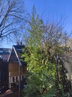 Zwarte Bamboe Phyllostachys Nigra - 4.5m, Tuin en Terras, Planten | Bomen, Bloeit niet, Overige soorten, 400 cm of meer, Ophalen