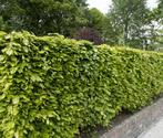 Haagplant - Fagus sylvatica - Groene beuk - Bladhoudend -, Ophalen of Verzenden, Bloeit niet, Overige soorten, Volle zon