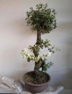 Quercus Suber Kurkeik Bonsai 115cm, Tuin en Terras, Ophalen