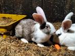 Vlaamse reus voedster, Dieren en Toebehoren, Konijnen, Vrouwelijk, Groot