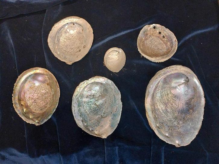 Zeeschelpen - Zeeoren - Albanone - Diverse Maten schelpen, Verzamelen, Mineralen en Fossielen, Schelp(en), Ophalen of Verzenden