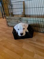 Dogo Argentino 2 reutjes, Dieren en Toebehoren, 8 tot 15 weken, Meerdere, Nederland, Particulier