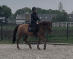 Hele leuke pony te koop, Ruin, Gechipt, 11 jaar of ouder, Recreatiepony