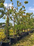 Oude laagstam kers, prunus kordia 350cm hoog, Lente, Kersenboom, In pot, Ophalen of Verzenden