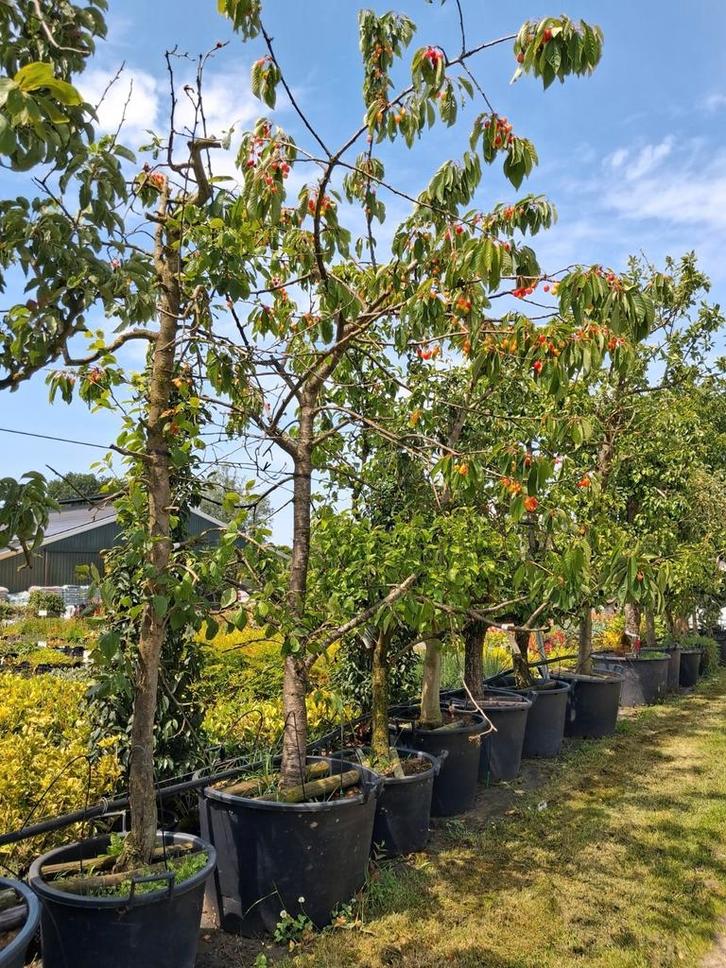Oude laagstam kers, prunus kordia 350cm hoog, Tuin en Terras, Planten | Fruitbomen, Kersenboom, 250 tot 400 cm, Halfschaduw, Lente