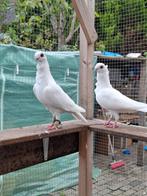 Te koop mooi kopple sierduiven, Dieren en Toebehoren, Vogels | Duiven