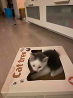 Kleine charmeur zoekt gouden mandje, Dieren en Toebehoren, Katten en Kittens | Raskatten | Korthaar, Kater, Ontwormd