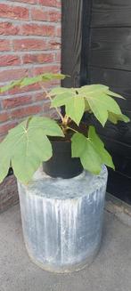 Rijstpapierplant, Ophalen of Verzenden, Overige soorten, Volle zon