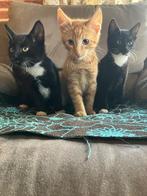 3 lieve kittens, Dieren en Toebehoren, Katten en Kittens | Overige Katten, Meerdere dieren, Kortharig, 0 tot 2 jaar