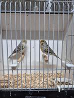 kleurkanaries agaat geel mozaiek mannen, Mannelijk, Kleurkanarie