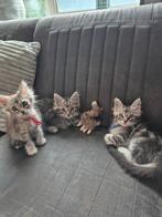 Maine coon kittens mogen verhuizen, Dieren en Toebehoren, Katten en Kittens | Raskatten | Langhaar, Meerdere dieren, Ontwormd