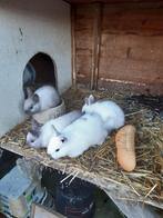 leuke kleine konijntjes, Dieren en Toebehoren, Konijnen, Meerdere dieren, Klein, 0 tot 2 jaar