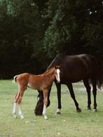 2 fokmerries en 3 veulens, Dieren en Toebehoren, Paarden, Merrie, Met stamboom, Niet van toepassing, Recreatiepaard