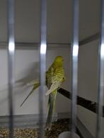 Te koop blackface dunfallow parkieten., Dieren en Toebehoren, Vogels | Parkieten en Papegaaien, Meerdere dieren, Parkiet