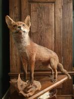 Knappe vos. Natuurgetrouw opgezette vos. Mancave, landelijk, Verzamelen, Ophalen of Verzenden, Gebruikt, Wild dier, Opgezet dier