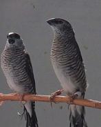 Gezocht Cerisamadine man, Dieren en Toebehoren, Vogels | Overige Vogels, Mannelijk, Tropenvogel
