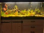 Aquarium, Dieren en Toebehoren, Ophalen, Gebruikt, Gevuld zoetwateraquarium