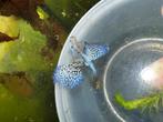 OP=OP Blue tiger king guppen,guppy,gup, Dieren en Toebehoren, Vissen | Aquariumvissen, Vis, Zoetwatervis