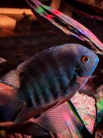 Prachtig heros koppel