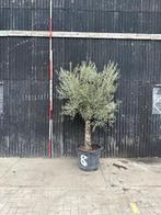 Olijfboom hoogte 250cm, Tuin en Terras, Planten | Bomen, Olijfboom, 250 tot 400 cm, Ophalen