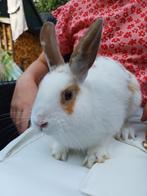 Konijn, mannetje zoekt een nieuw en fijn huis, Dieren en Toebehoren, Konijnen, Mannelijk, Middelgroot, 0 tot 2 jaar