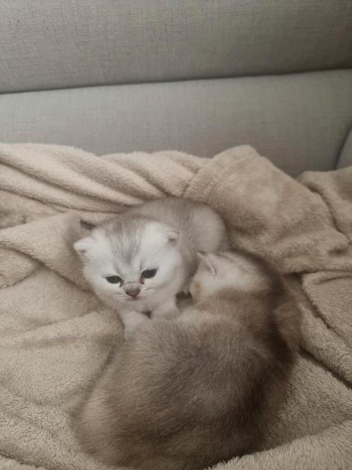 Britse kortharig kittens, Dieren en Toebehoren, Katten en Kittens | Raskatten | Korthaar, Ingeënt