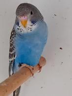 Grasparkiet zie omschrijving, Mannelijk, Parkiet