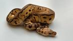 Pastel clown het hypo (ghost) man 2025 ball python, Slang, 0 tot 2 jaar