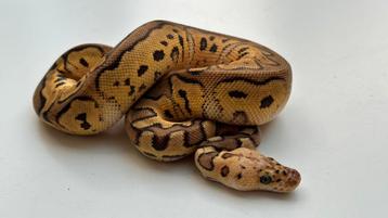Pastel clown het hypo (ghost) man 2025 ball python beschikbaar voor biedingen