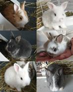 6 baby dwergkonijntjes, beschikbaar vanaf 15 mei, Dieren en Toebehoren, Konijnen, Geslacht onbekend, Dwerg, 0 tot 2 jaar, Hangoor