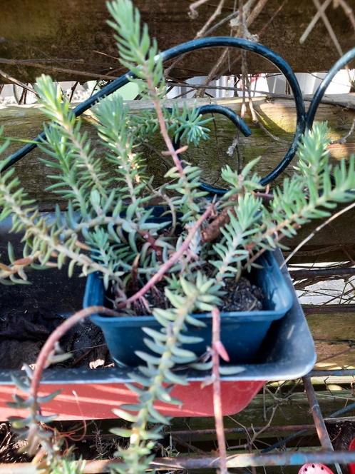 Trip madam,, Tuin en Terras, Planten | Tuinplanten, Overige soorten, Volle zon, Zomer, Ophalen