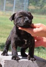Staffordshire bull terriër reutje beschikbaar, Dieren en Toebehoren, Honden | Jack Russells en Terriërs, Particulier, Rabiës (hondsdolheid)