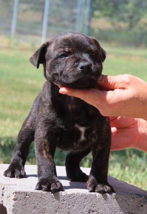 Staffordshire bull terriër reutje beschikbaar, Dieren en Toebehoren, Honden | Jack Russells en Terriërs, Reu, Overige rassen, Particulier