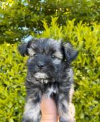 Boomer pups, Nederland, Overige rassen, CDV (hondenziekte), 8 tot 15 weken