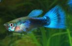 Guppen Blauwe, Oranje of Geelstaart Variant, Dieren en Toebehoren, Vissen | Aquariumvissen, Vis, Schoolvis