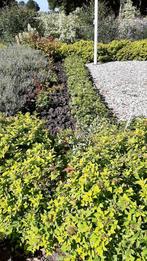 Pachysandra Schaduwkruid bodembedekker, Tuin en Terras, Ophalen, Bodembedekkers, Vaste plant, Halfschaduw