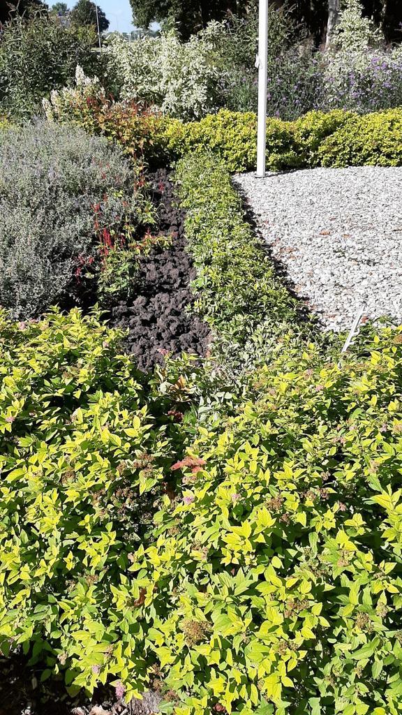 Pachysandra Schaduwkruid bodembedekker, Tuin en Terras, Planten | Tuinplanten, Vaste plant, Bodembedekkers, Halfschaduw, Zomer