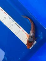 Asagi, Dieren en Toebehoren, Vissen | Vijvervissen, Karper of Koi