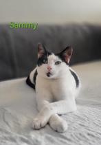Hoi ik ben Sammy en 3 jaar jong, Kater, Kortharig, 3 tot 5 jaar