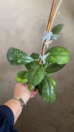 Hoya Larissa, Huis en Inrichting, Kamerplanten, Ophalen of Verzenden