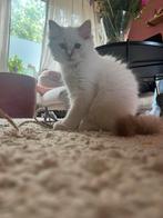 Ragdoll kitten met stamboom, geteste ouders, mogen verhuizen, Dieren en Toebehoren, Katten en Kittens | Raskatten | Langhaar, Meerdere dieren
