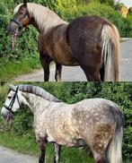 Opzoek naar je droompaard? Bekijk dan deze 2 meiden eens!😍, Minder dan 160 cm, Zadelmak, 3 tot 6 jaar, Recreatiepaard