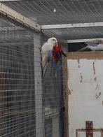 Prachtrosella blauw, Dieren en Toebehoren, Vogels | Parkieten en Papegaaien, Mannelijk, Parkiet, Geringd