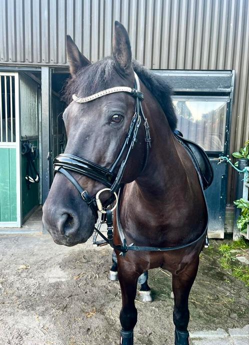 Prachtige black-beauty ruin!, Dieren en Toebehoren, Pony's, Ruin, B, D pony (1.37m tot 1.48m), Dressuurpony, 11 jaar of ouder