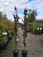 Fagus sylvatica dawyck purple, Rode zuil beuken 225cm, In pot, Halfschaduw, Ophalen of Verzenden, 100 tot 250 cm