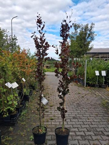 Fagus sylvatica dawyck purple, Rode zuil beuken 225cm  beschikbaar voor biedingen