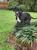 Duitse dog pups, Dieren en Toebehoren, Overige rassen, CDV (hondenziekte), 8 tot 15 weken, Meerdere