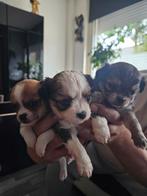 shih tzu x chihuahua puppy's, Dieren en Toebehoren, Honden | Chihuahua's en Gezelschapshonden, Reu, 8 tot 15 weken, Meerdere, Chihuahua